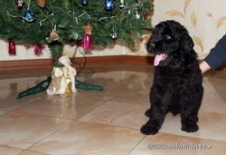 Little boy